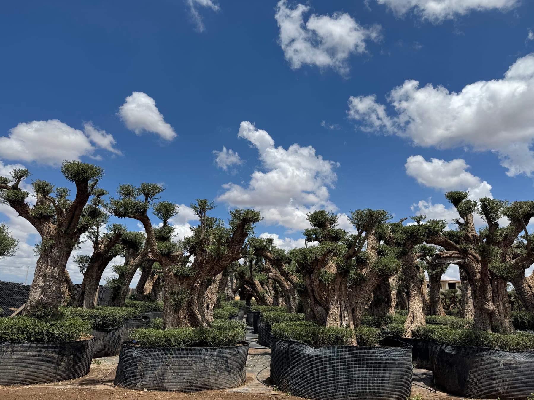 NAS Landscape — the origin, Daraya 1965