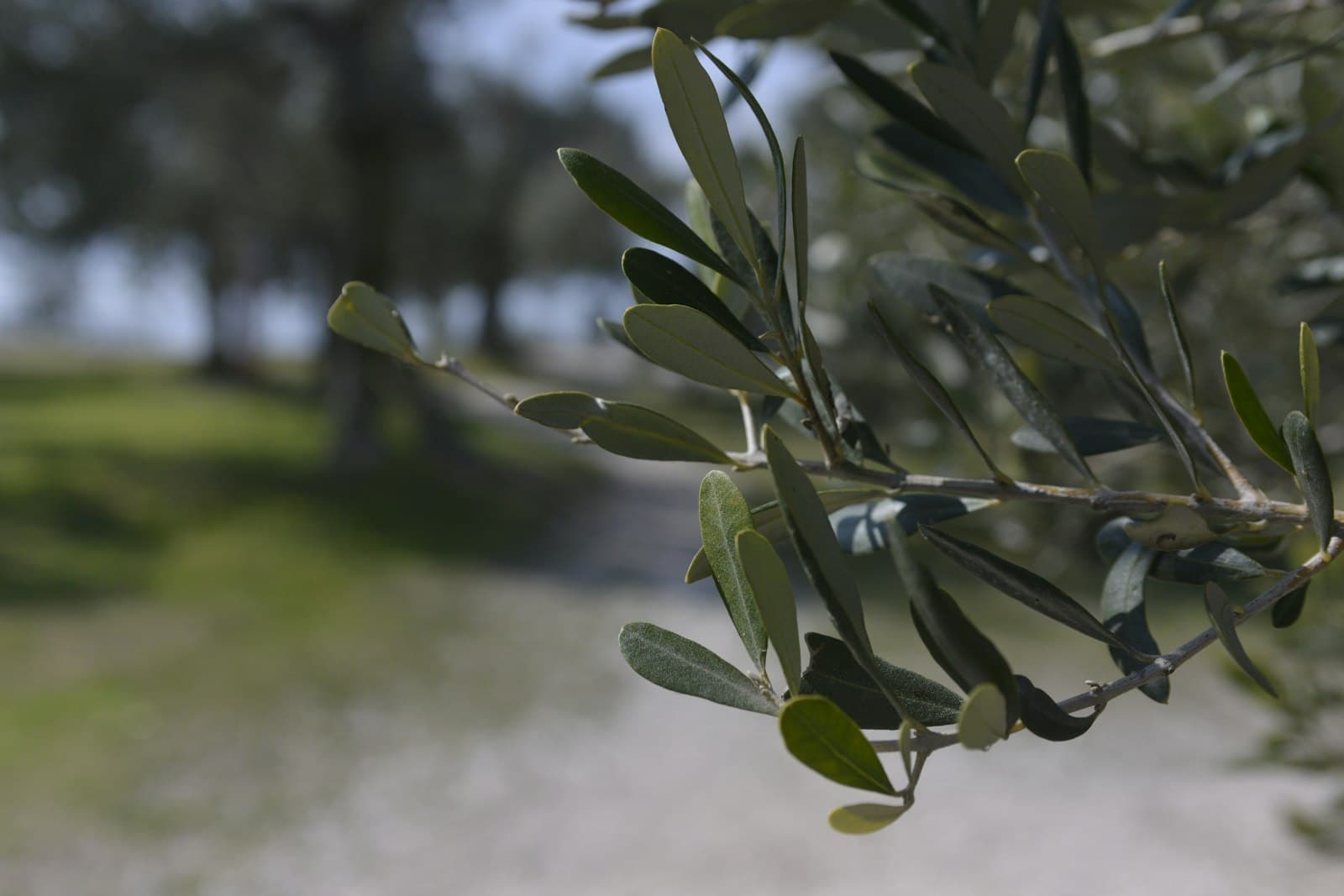 لقطةٌ قريبةٌ لغصنِ شجرةِ زيتونٍ في حديقةٍ، تُظهرُ الأوراقَ والنّسيجَ المتعرِّجَ للّحاء