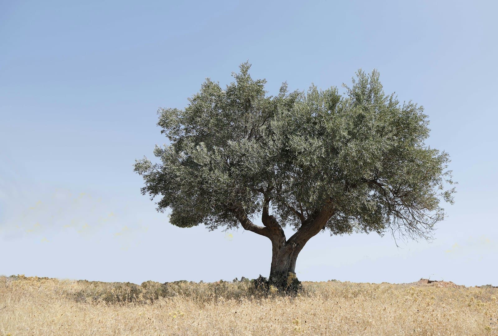 Koropi, Yunanistan yakınlarında açık mavi gökyüzü altında bir tarlada yalnız bir zeytin ağacı