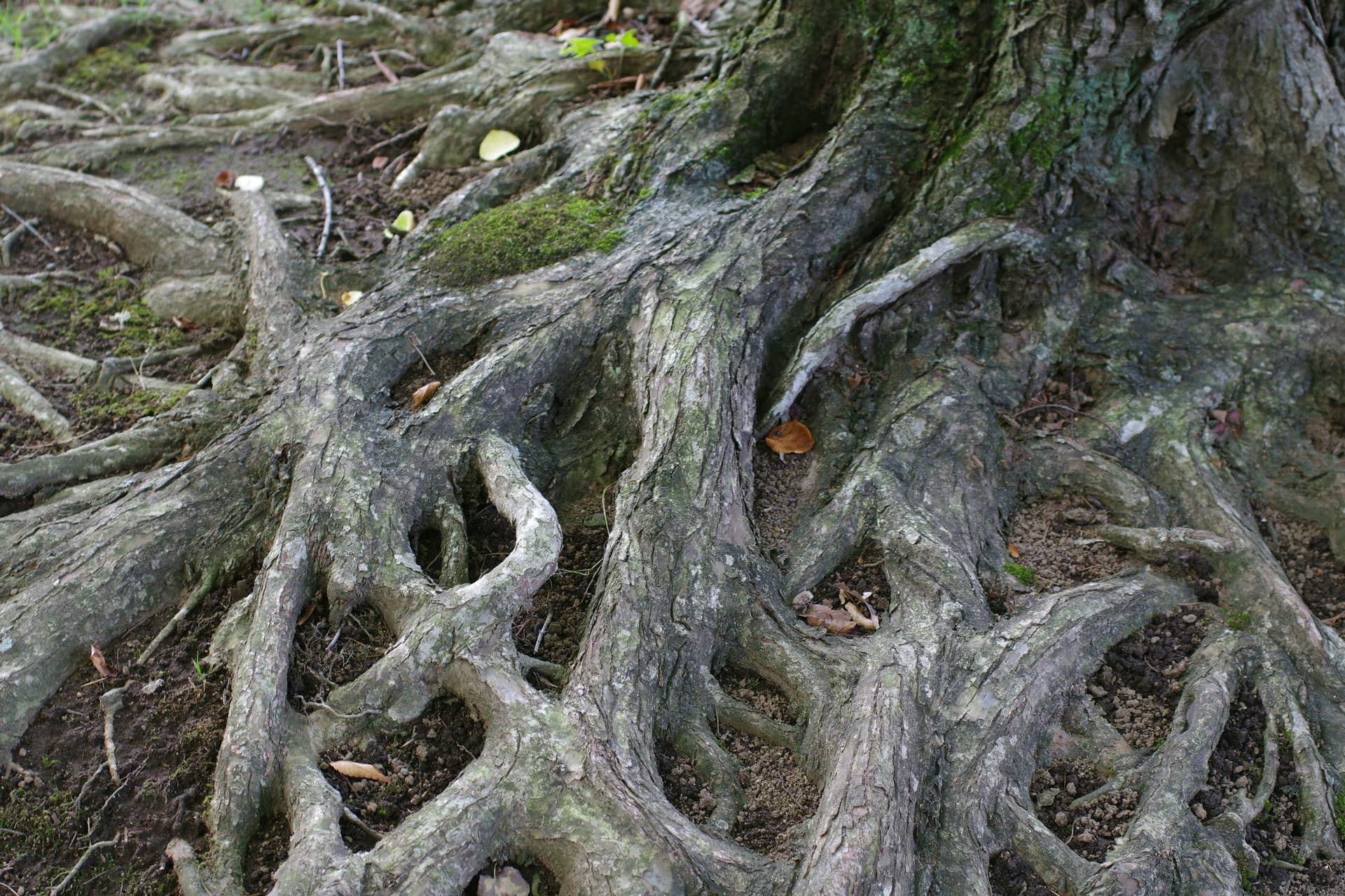 جذورُ شجرةٍ ضخمةٌ مكشوفةٌ متعرّجةٌ فوقَ الحجرِ والتّربةِ في ضوءٍ طبيعيٍّ دافئ