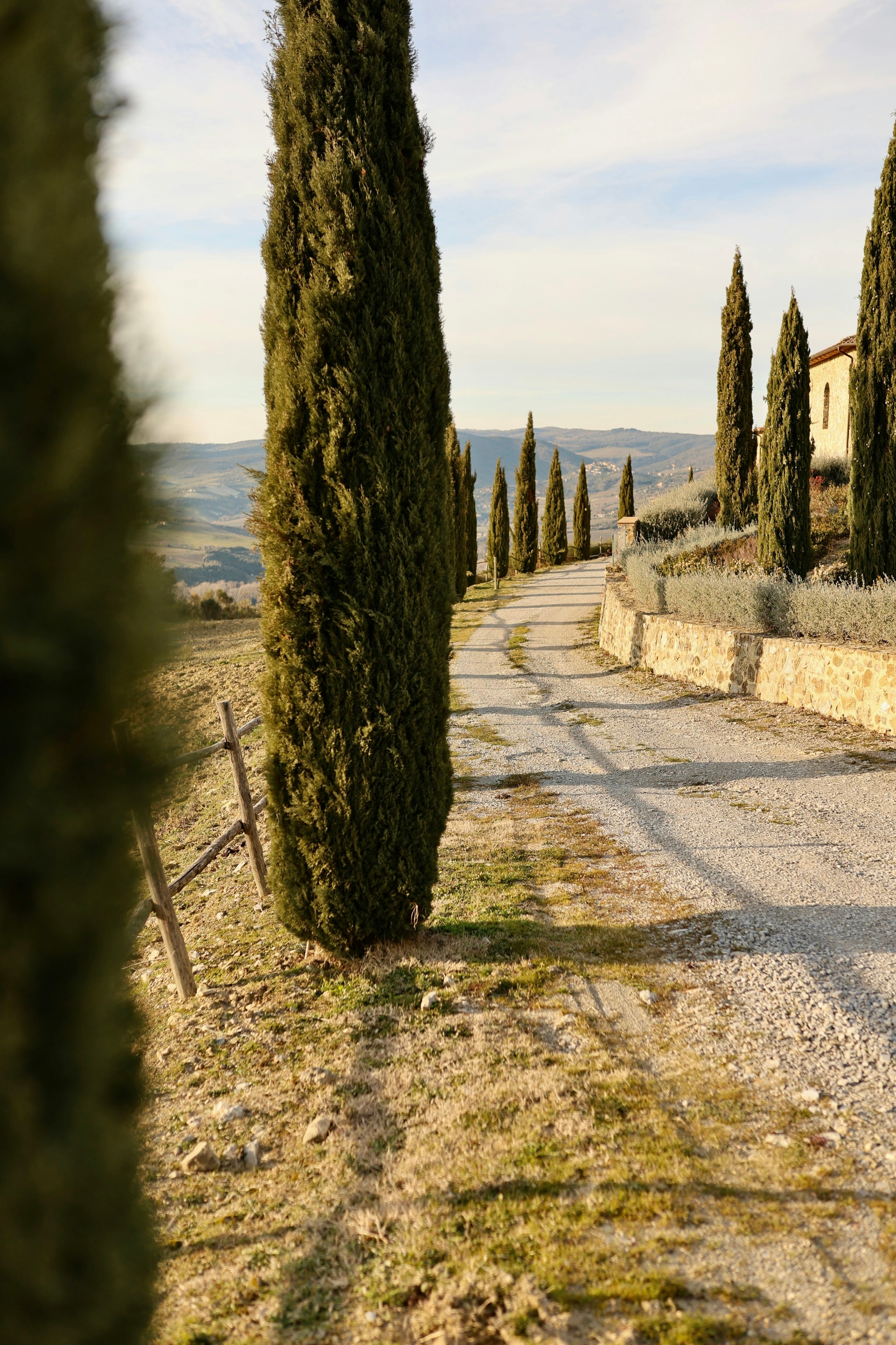 Akşam ışığında bir Akdeniz bahçe yolunu çerçeveleyen uzun, koyu yeşil servilerin resmi bir sırası